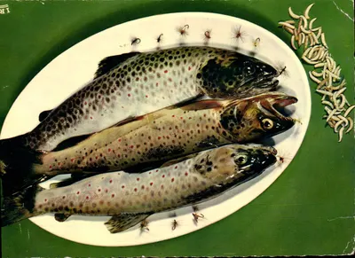 Trois truites sur un plat — avec mouches et larves — édition Théojac