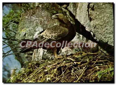 Águia real — ninho em uma cavidade rochosa — CPAdeCollection