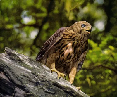 Falcão jovem de cabeça marrom — Accipiter gentilis — Druck und Verlag Brigadin Press AG, Samedan