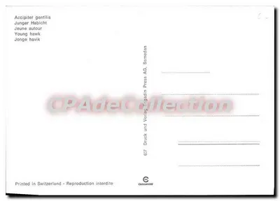 Falcão jovem de cabeça marrom — Accipiter gentilis — Druck und Verlag Brigadin Press AG, Samedan — Verso