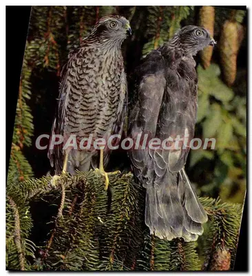 Dois Accipiter nisus — Sperber — editor Druck und Verlag Engadin Frohs AG, Samedan