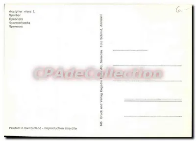 Dois Accipiter nisus — Sperber — editor Druck und Verlag Engadin Frohs AG, Samedan — Verso