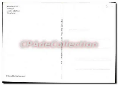 Martim-pescador — Alcedo atthis L. — Druck und Verlag Engadin Press AG, Samedan — Verso