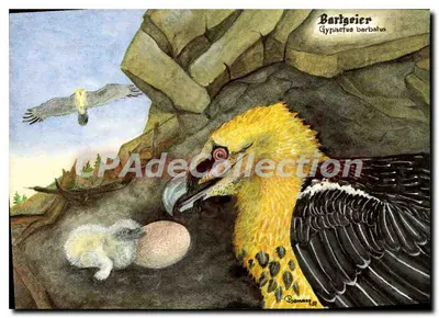 Bartgeier Gypaetus barbatus — ilustração de um adulto e de um jovem em um ninho rochoso — Boenner, 1987