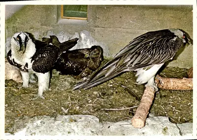 Bartgeier (Gypaetus barbatus) — Alpenzoo 1974 — (fot. Dr. Hofer)