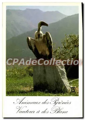 Águia-branca — Animais dos Pirineus — Éditions d'Art Pyrénéen