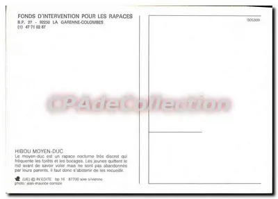 Hibou moyen-duc — couple dans un nid — IN'EDITE, bp 16, 87700 Aixe-sur-Vienne — Verso