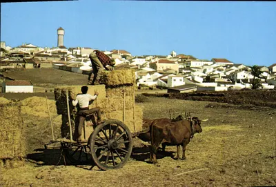 Vila do Bispo — Oxenwagen — César de Sá, N.º 196