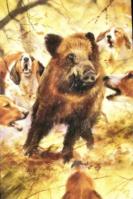 Sanglier au Ferme — Aquarelle de Dominique Pizon — Éditions EDILOISIR S'-Gaudens