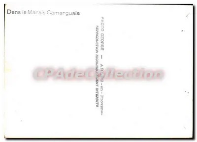 W Marais Camarguais — krowy przekraczające obszar wodny — Fotografia George — Arles-en-Provence — Rewers