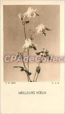 白色花朵 — 最佳祝愿 — P.A.S. 编号 PW 4822
