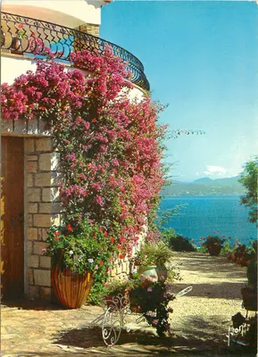 Os Bougainvilliers em Flor — A Costa Azul, milagre da natureza — Éditions Jean-Jaurès, Paris