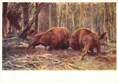 Dois bisões na floresta — cena animal — editor Wilhem Kuhnert, Amsterdam