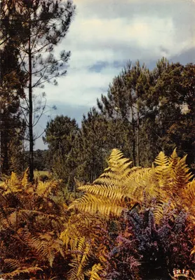 Floresta de outono — Mancha dourada entre os pinheiros — Editor IRIS