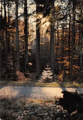 Floresta de sous-bois vosgien — caminho cercado de árvores e folhas de outono — edição 'Europ' n°9707