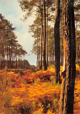 Floresta de pinheiros — Claro em setembro — VIGNES