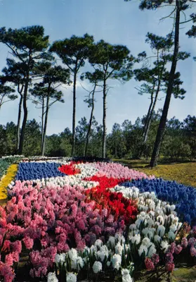 La Tranche-sur-Mer — Parterre de 5000 Jacinthes — editor LUMICAP