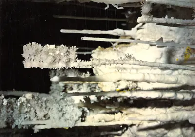 Escova de dentes — detalhes de escova nevada — Edições do Castelet