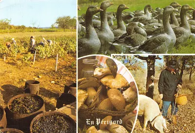 No Périgord — vinhedos, patos, cogumelos e porco — editor IMAGE ET POÉSIE, n° 3001