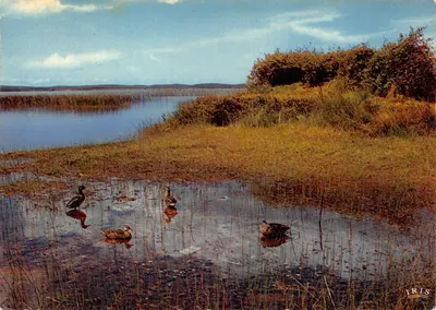Patos em um lago — cena de pântano — editor IRIS