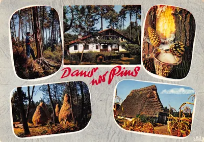 Nos Pinheiros — Cenas de floresta e vida rural — Editor IRIS