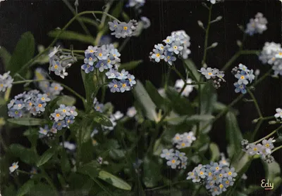Flores de esquecêncio — vista de flores azuis com texto impresso repetido — Editor Edy