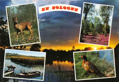 Em Sologne — paisagens e fauna — Éditions Leconte