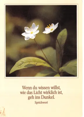 Deux fleurs blanches — scène de nature — Fotokunst Groh, 8031 Wörthsee, n° 2000 227
