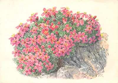 Silène à courte tige — illustration botanique — E. Lüpfe-Benz AG Rorschach