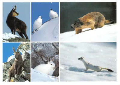 Animaux alpins — six espèces enneigées — S.A. MARTIGNY ÉDITION