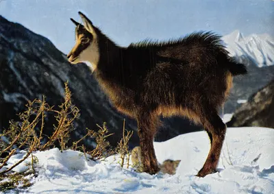 Gémeaux — chamois dans la neige — éditeur Meerkämper, Davos