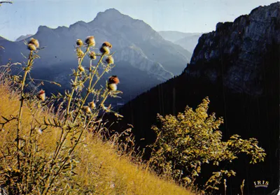 Montagnes de la Chartreuse — vue panoramique avec thurifères en premier plan — éditeur IRIS