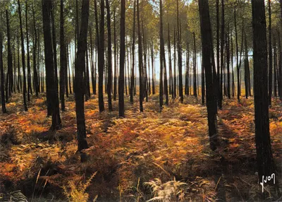 Forêt Landaise — scène de forêt avec fougères ensoleillées — Yvon, éditeur Éditions d'Art Yvon