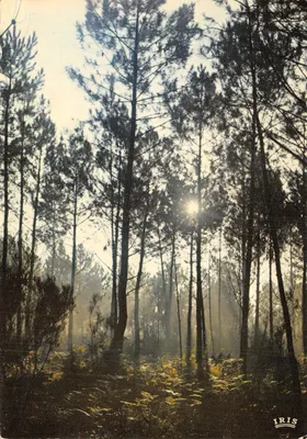 Forêt de pins — soleil levant dans la brume — éditeur IRIS