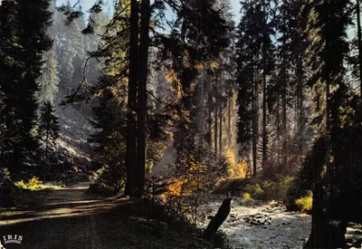 Forêt vosgienne — sous-bois avec sentier et ruisseau — éditeur IRIS