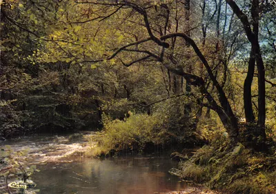 Bords du Chalau - Forêt en automne — éditeur 'La France Touristique' n° 581890