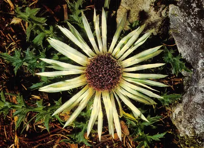 Carlina acaulis — flor branca espinhosa ao pé de rochedos — Engadin Press AG, n°231