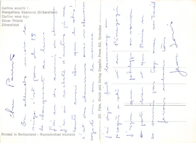 Carlina acaulis — flor branca espinhosa ao pé de rochedos — Engadin Press AG, n°231 — Verso