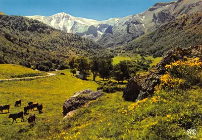 A-241 - La Vallée de Chaudefour et le Massif du Sancy enneigé (1886 m) — Éditions AS, 7, Rue Montbaiser, 63 - Clermont-Ferrand