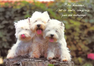 Três West Highland White Terriers — sobre tronco de árvore — Houtland, B-8200 Brugge - Lille - Den Haag