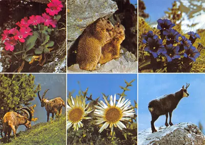 Flore et Faune de nos montagnes — 5307 — Druck und Verlag Engadin Press AG, Samedan