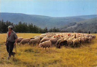Transhumance en Lozère — Mont Lozère — éditeur Combier Imprimeur Mâcon