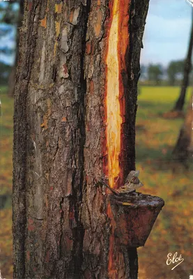 Le Pot de Résine — scène de récolte de résine sur un pin — Éditeur Elcée, N° 972