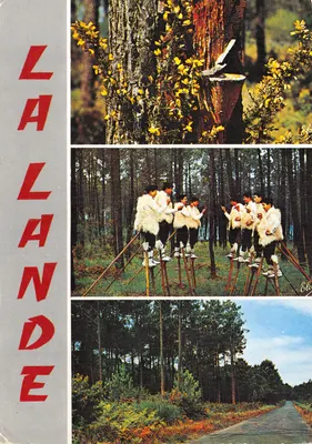 La Lande — Forêt au printemps avec ajoncs fleuris, groupe de « Lous Cadetouns » sur échasses, route dans la forêt de pins — Éditeur Élécoen