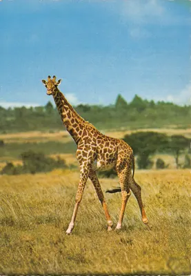 Jirafa — savana africana — editor JUMBO, n°3
