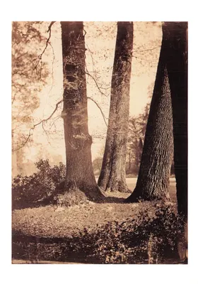 Estudo de troncos em Fontainebleau — fotografia de Gustave Le Gray, negativo em vidro ao collodion, cerca de 1855-1857, impresso por IMP Graphic – CP 0220