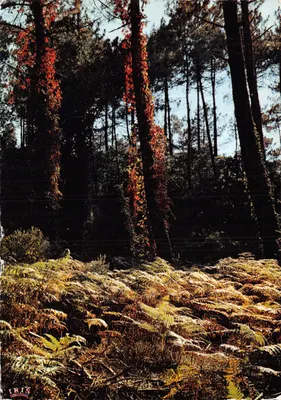 Floresta de Gascogne — subfloresta com samambaias e liane vermelha — Edições Mexichrome, n° 40/220