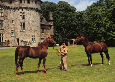 Étalons do Haras de Pompadour — Castelo de estilo medieval em segundo plano — Pierre ARTAUD & Cie, les Éditions du Gabier, n°30