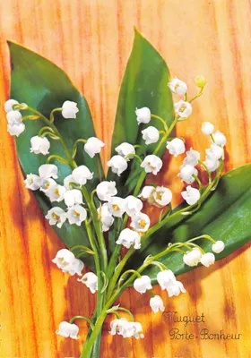 Muguet — buquê sobre fundo de madeira — Muguet Porte-Bonheur