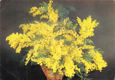 Arranjo de mimosa — em um cesto de vime — Edições F.R. 13 - Marselha